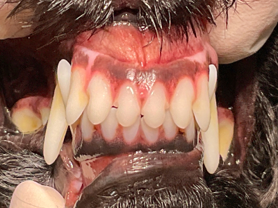 犬の正常咬合です。人と同じように上の前歯が前、下の前歯が後ろに噛み合うのが一般的です。