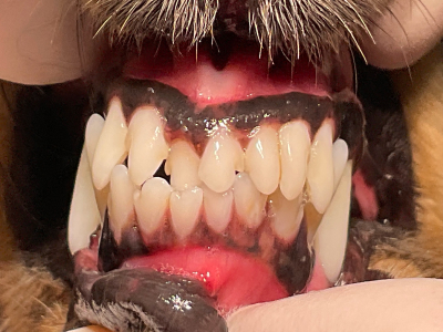 上下の顎の長さは正常ですが、一部の歯がずれて生えてしまいぶつかっています。そのような歯はぶつかって欠けたり歯周病になりやすいです。