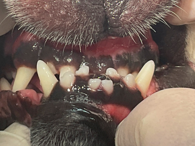 短頭種では一般的なかみ合わせで、下顎が長く、下の切歯が上の切歯より前に出ています。口内を傷つけるなどのトラブルは少なめです。