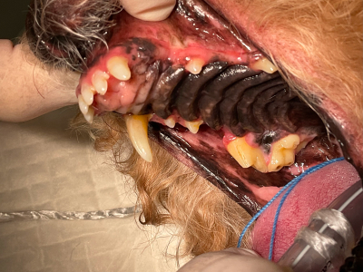 上犬歯の内側は一見きれいですが…