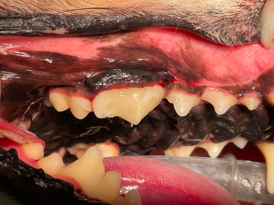 この症例はかけらはなくなっていたので、失われた部分はすべてコンポジットレジンで形成しました。