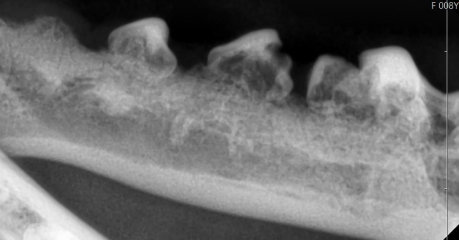 その他口腔疾患