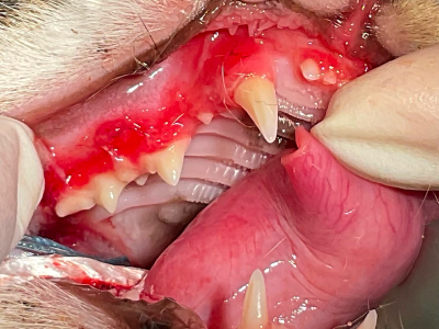 10ヶ月齢の若猫さんですが、ごはんを食べるとギャァァァとのたうち回りパニックになります。