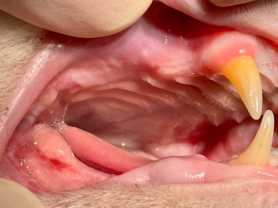 問題なく食事が摂れています。