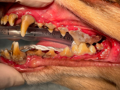 重度の歯周炎が見られます。
