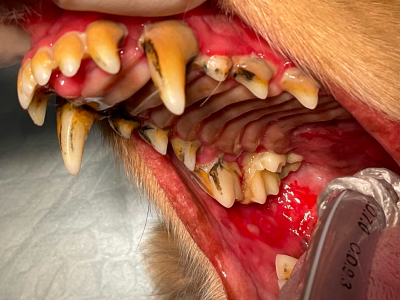 歯が触れる頬粘膜にびらんが起きています。麻酔下で徹底的な口腔内清掃をするときれいに治りましたが、自宅ケアで少しでも歯垢の取り残しが出来るとまたすぐに再発し、かなり歯垢にデリケートなタイプのようです。