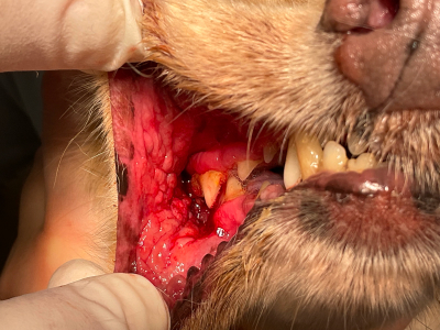 歯の表面の汚れや歯肉炎の状況は軽度ですが、長期に渡る口内炎で頬の粘膜が分厚く硬くなり凹凸も出来ています。口を開けるだけで出血し、痛くてあくびができなくなりました。