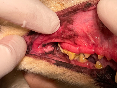 内科治療中（ステロイドは使用していません）。頬粘膜に柔軟性が戻りました。歯垢をためないよう、歯みがき教室にてブラッシング練習も続けています。