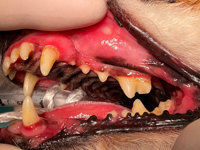 歯周病は中程度ですが…頬の奥がただれています。
