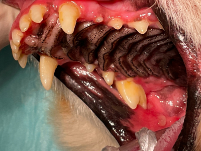 麻酔下での清掃で一旦はすっきりと良くなるのですが、痛みの記憶からか自宅での歯みがきは継続困難で再発を繰り返すため全抜歯を選択しました。