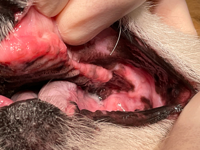 痛かった頬の口内炎はなくなりました。性格もとても穏やかになったとのことです。