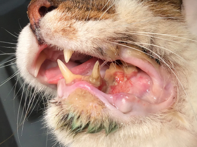 一見重度の歯周病に見えますが、下顎に歪みが出ておりX線撮影したところ、骨に異常が見つかり腫瘍科に紹介となりました。扁平上皮癌でした。