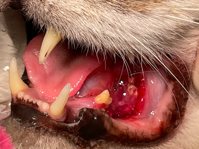 半年以上歯周病治療を継続していた転院症例。触診で下顎骨の厚みが増していたことからX線撮影をしたところ腫瘍が疑われたため即日腫瘍科に紹介しました。扁平上皮癌でした。