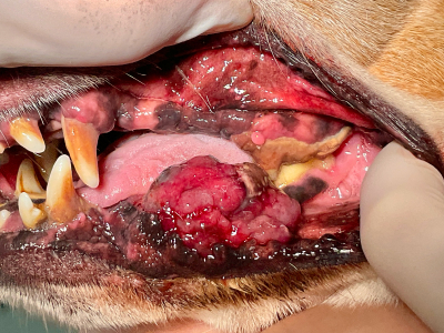 転院症例、抗菌薬で歯周病治療をしていましたが改善しないとのご相談でした。口の中に大きな腫瘤がありました。腫瘤表面の状況から腫瘍と判断し即日腫瘍科へ紹介となりました。