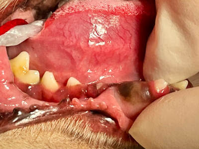 右下の犬歯が見当たりませんが、すこし膨らんでいるようにも見えます。