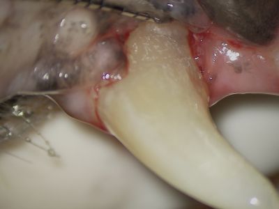 根っこの表面を徹底的にきれいにすることで回復が見込めます。