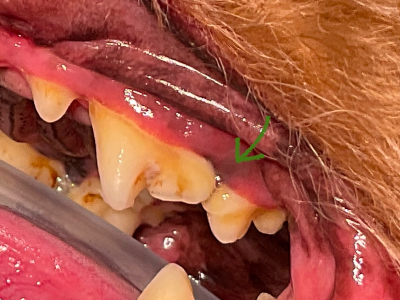 矢印の歯肉の色が悪くなんだか怪しい…
