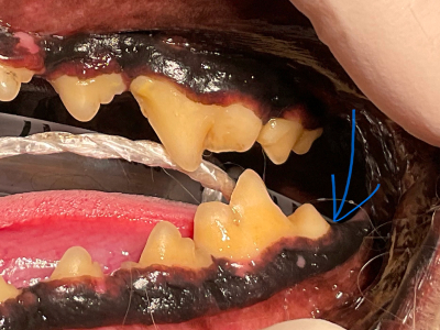見ためはとてもきれいで正常に見えますが…