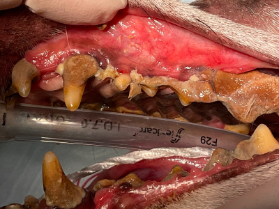 歯は歯石に覆われ歯肉の退縮も著しいです。