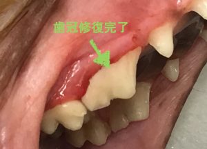 石田ようこ犬と猫の歯科クリニック